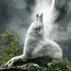 animalworld11022