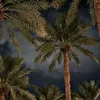 bashaa774