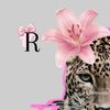 fatma.abdi72