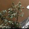 iqraqueen2868