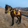 salar21793