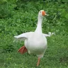 goose5776