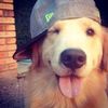 hammy_wow