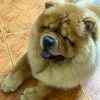 khachung270783
