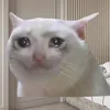 toidenyeutoi