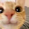 chyyyxd