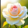allahr41