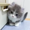 ししゃもの日常