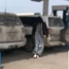 lo_s711