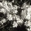 darkpetals6