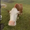 la.vaccona.bonona