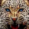 animals.73