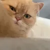 robigzp