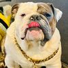 the_gentleman_baloo