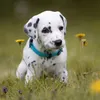 lunathe.dalmatian