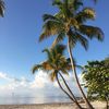 palmtreeroblox99