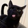 10_kitty_18
