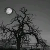 jeredark001