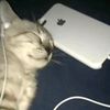 mia_white_queen0.3
