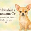 chihuahuas.manzan