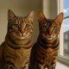 the.bengal.bros