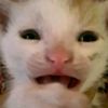 isnot_kris