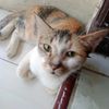 tomjerry06678