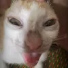 aczyt_0