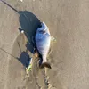 surfcastingbreiz.2