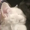shibalu1