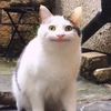 samim_896