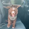rosiekauaidoodle
