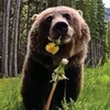 tedybeary_lskz