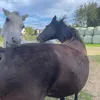 flicka_l