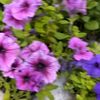 rufi_163