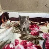 Heaven of cats in my life