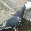 papeliko1