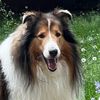 collietales4