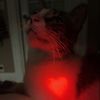 bunny_viz1