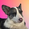 sevro.the.corgi