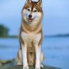 sibarianhusky15