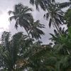 juandanovriansyah