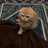 mimi_y83