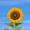 ilovesunflower.47