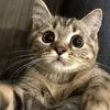 Funny.cat666