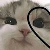 asila_13061