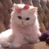 tala.kamel8