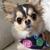 Chihuahua puppies