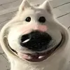 chithwmikcoo