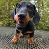 bug_thewienerdog